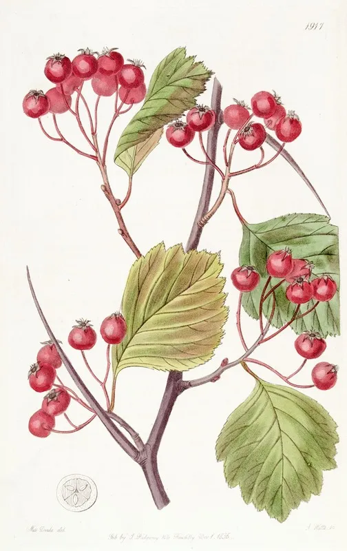 Pink Tipped Stackhousia Wall Art by Sydenham Edwards - High-Resolution Digital Print