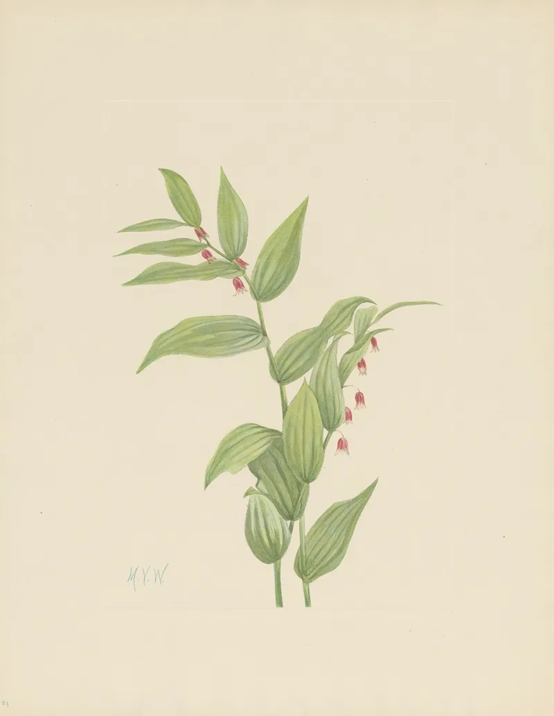 Pink Twistedstalk Streptopus Curvipes 2