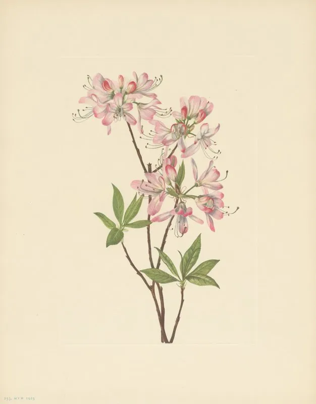 Pinkshell Azalea Azalea Vaseyi 3
