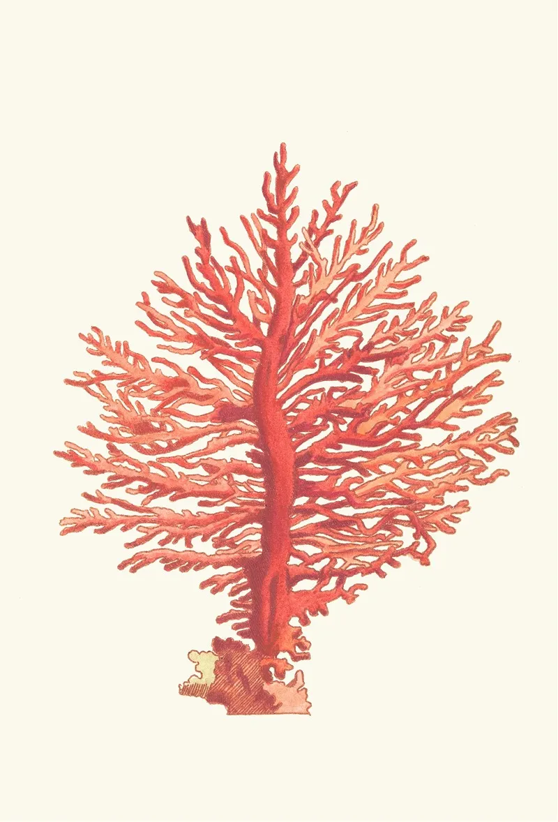 Pinnated Gorgonia Wall Art by George Shaw - High-Resolution Digital Print