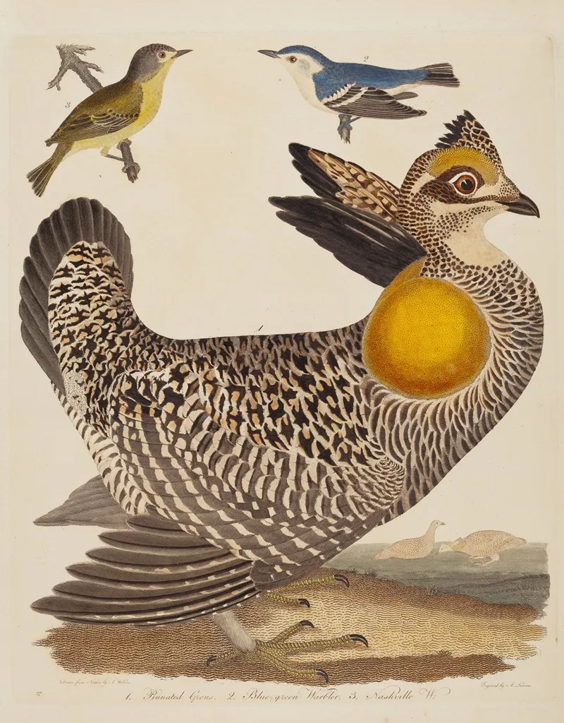Pinnated Grous Blue Green Warbler And Nashville Warbler Wall Art by Alexander Lawson - High-Resolution Digital Print