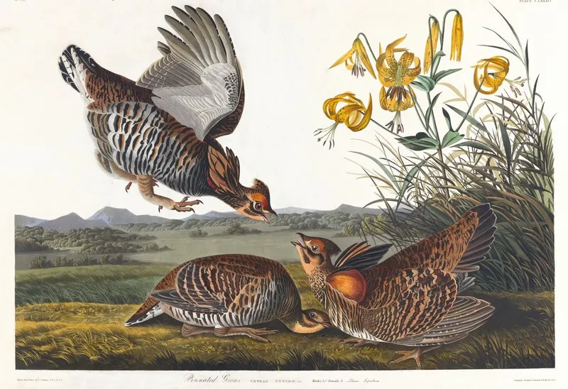 Pinnated Grous Wall Art by John James Audubon - High-Resolution Digital Print