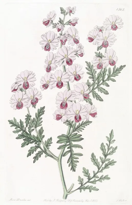 Pinnated Schizanthus Wall Art by Sydenham Edwards - High-Resolution Digital Print