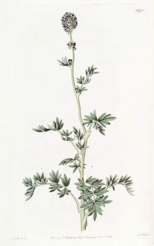 Pinnatifid Acaena Wall Art by Sydenham Edwards - High-Resolution Digital Print