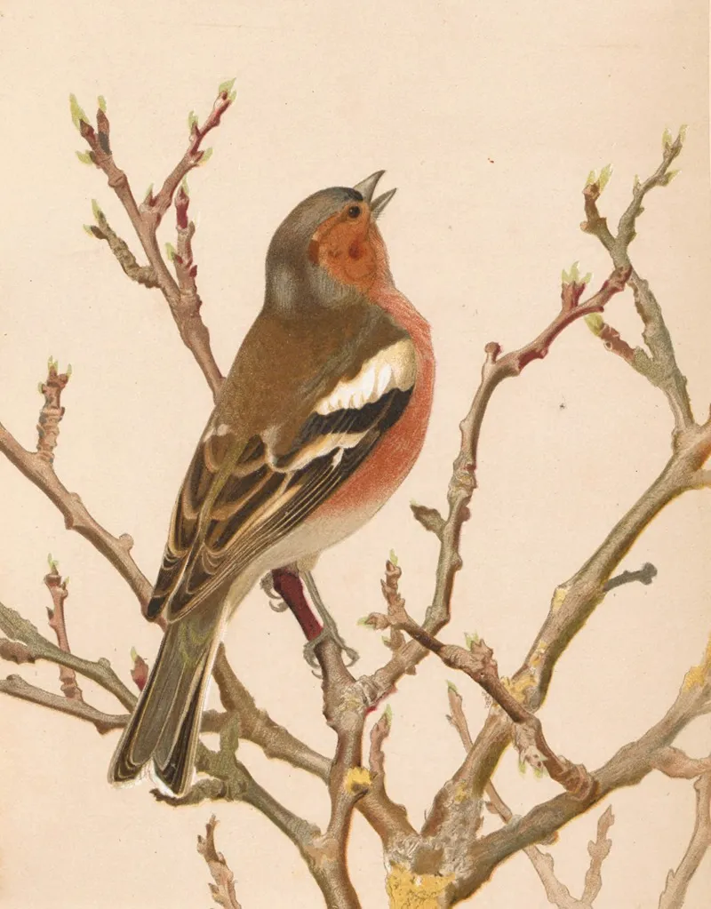 Pinson Commun Wall Art by Léo-Paul Robert - High-Resolution Digital Print