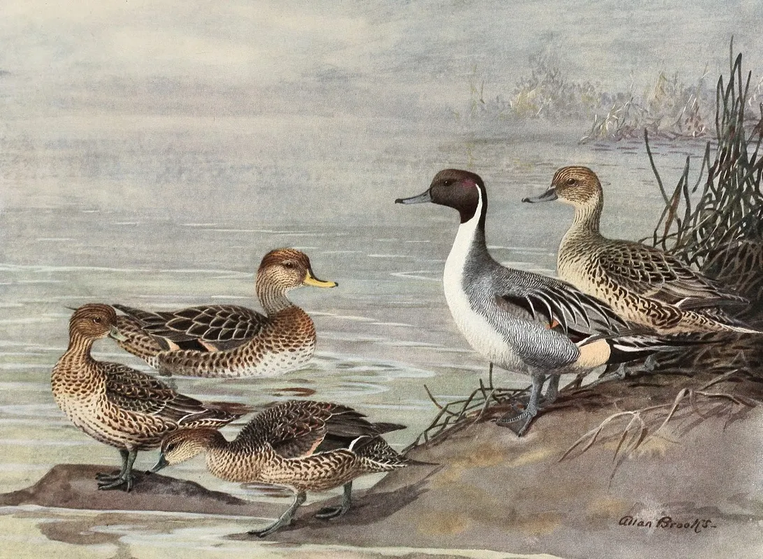 Pintail Chilian Pintail Eatons Pintail Wall Art by Allan Brooks - High-Resolution Digital Print