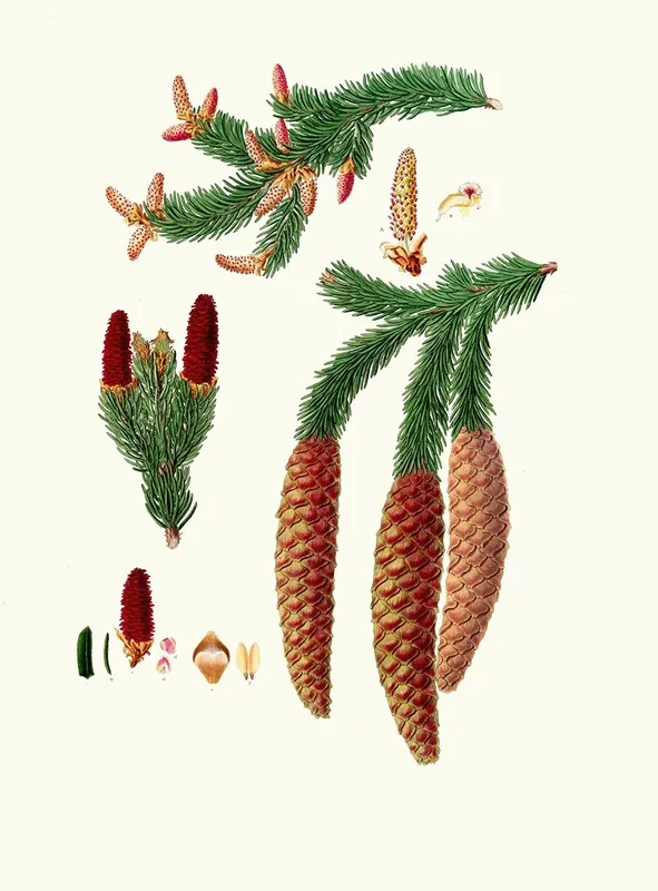 Pinus Abies Norway Spruce Fir Wall Art by Aylmer Bourke Lambert - High-Resolution Digital Print