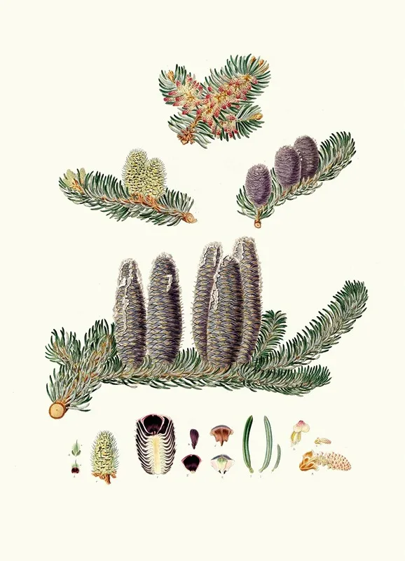 Pinus Balsamea Balm Of Gilead Fir Wall Art by Aylmer Bourke Lambert - High-Resolution Digital Print