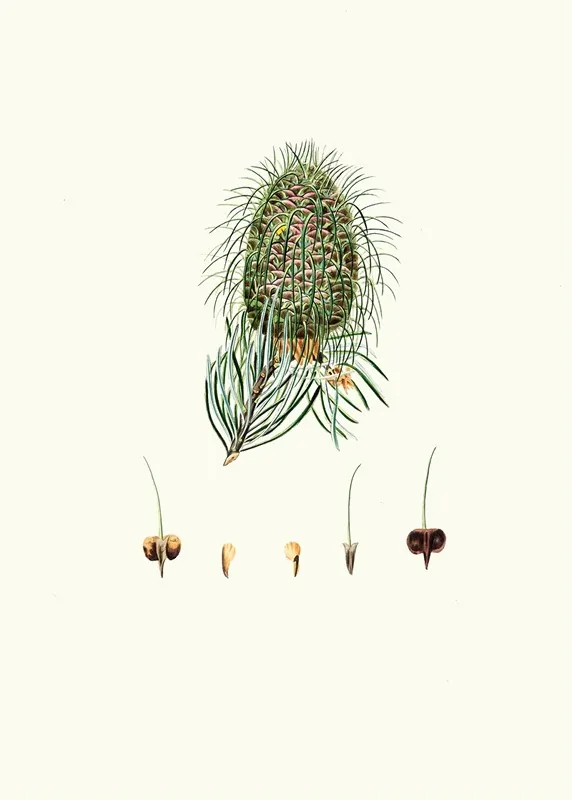 Pinus Bracteata Leaf Bracted Fir Wall Art by Aylmer Bourke Lambert - High-Resolution Digital Print