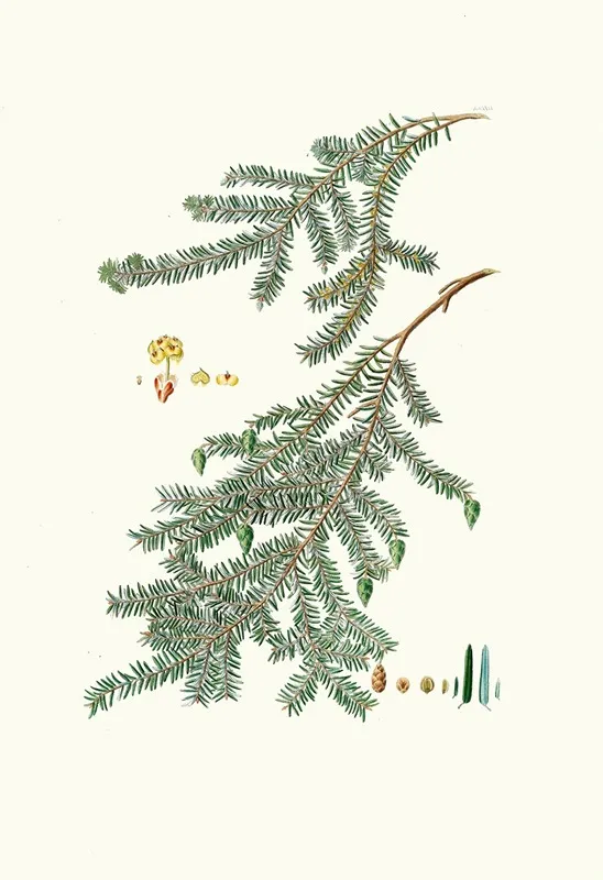 Pinus Canadensis Canada Pine Wall Art by Aylmer Bourke Lambert - High-Resolution Digital Print