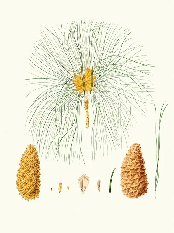 Pinus Canariensis Canary Pine Wall Art by Aylmer Bourke Lambert - High-Resolution Digital Print
