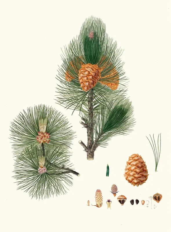 Pinus Cembra Siberian Stone Pine 2 Wall Art by Aylmer Bourke Lambert - High-Resolution Digital Print