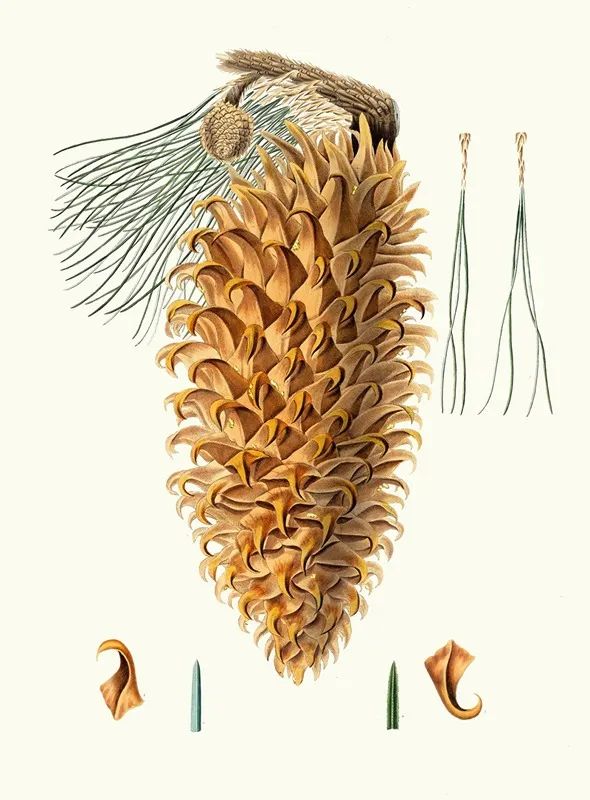 Pinus Coulteri Great Hooked Pine Big Cone Pine Wall Art by Aylmer Bourke Lambert - High-Resolution Digital Print