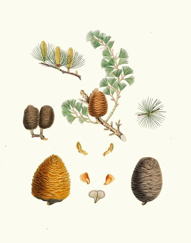 Pinus Deodara Indian Cedar Wall Art by Aylmer Bourke Lambert - High-Resolution Digital Print