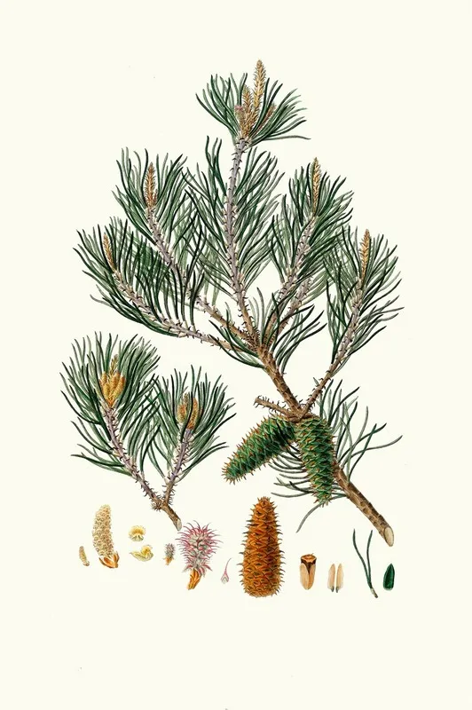 Pinus Inops Jersey Pine Wall Art by Aylmer Bourke Lambert - High-Resolution Digital Print