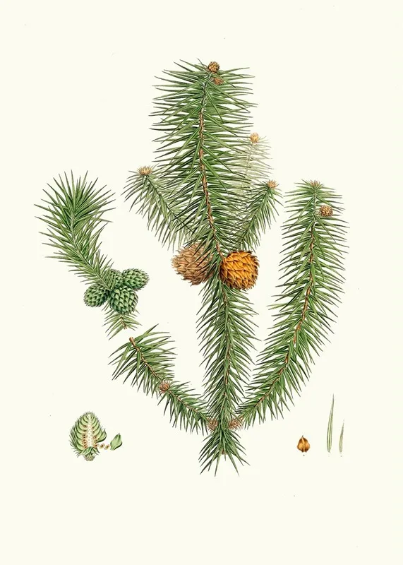 Pinus Lanccolata Broad Leaved Fir Wall Art by Aylmer Bourke Lambert - High-Resolution Digital Print