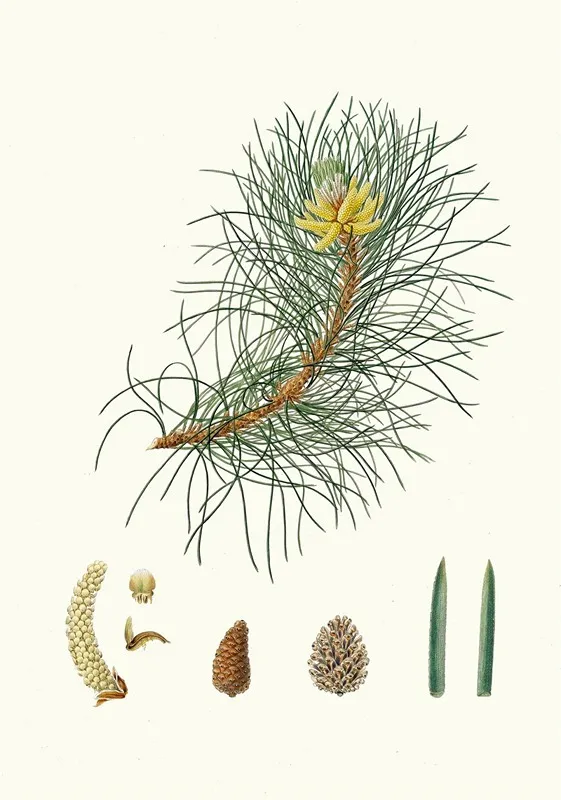 Pinus Laricio Corsican Pine Wall Art by Aylmer Bourke Lambert - High-Resolution Digital Print