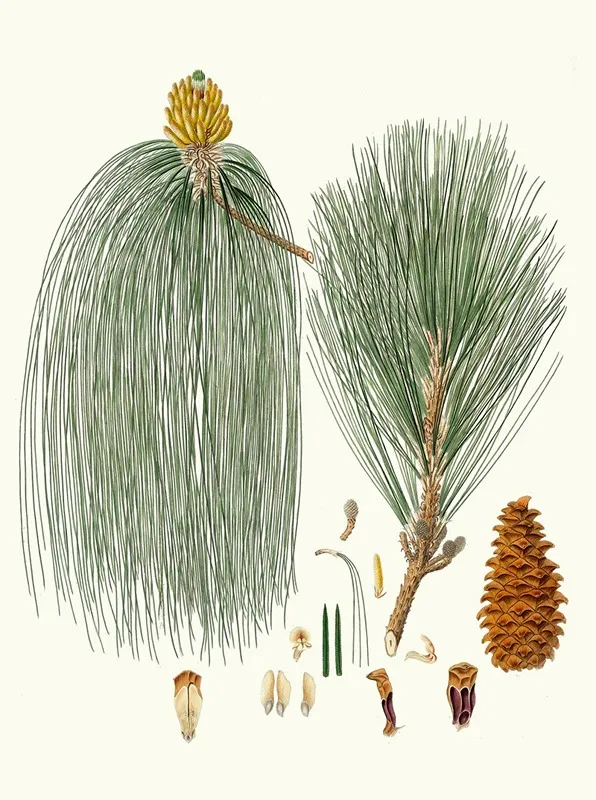 Pinus Longifolia Long Leaved Indian Pine Wall Art by Aylmer Bourke Lambert - High-Resolution Digital Print