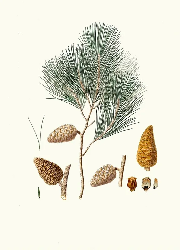 Pinus Maritima Maritime Pine Wall Art by Aylmer Bourke Lambert - High-Resolution Digital Print