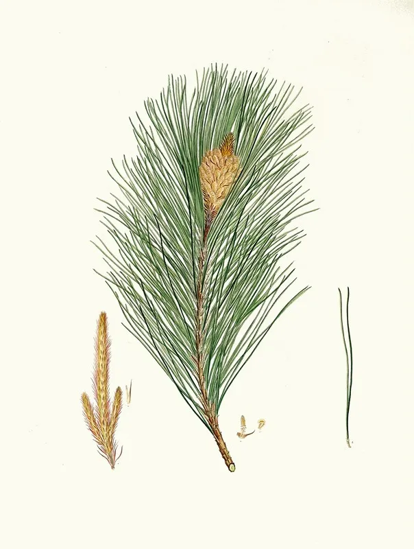 Pinus Massoniana Indian Pine Wall Art by Aylmer Bourke Lambert - High-Resolution Digital Print