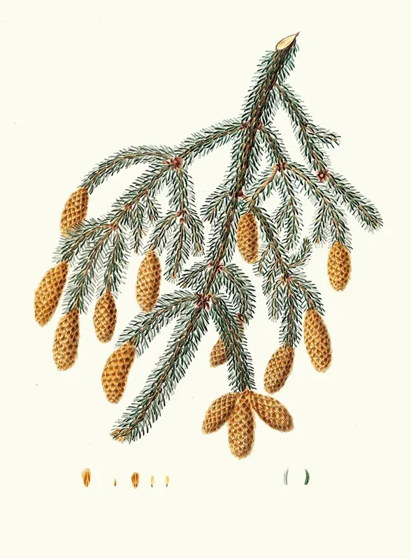Pinus Menziesii Warted Branched Fir Wall Art by Aylmer Bourke Lambert - High-Resolution Digital Print