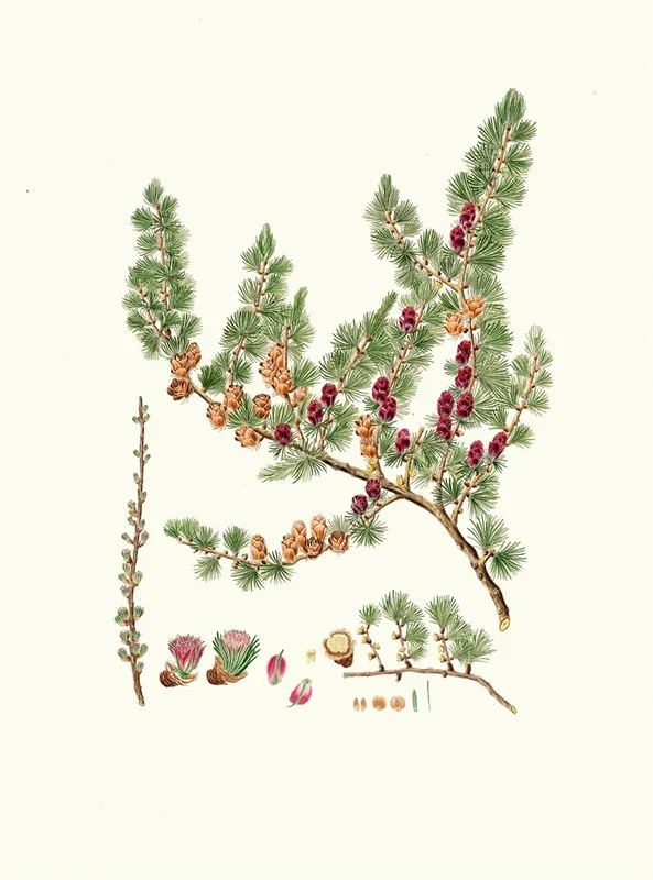 Pinus Microcarpa Red Larch Wall Art by Aylmer Bourke Lambert - High-Resolution Digital Print
