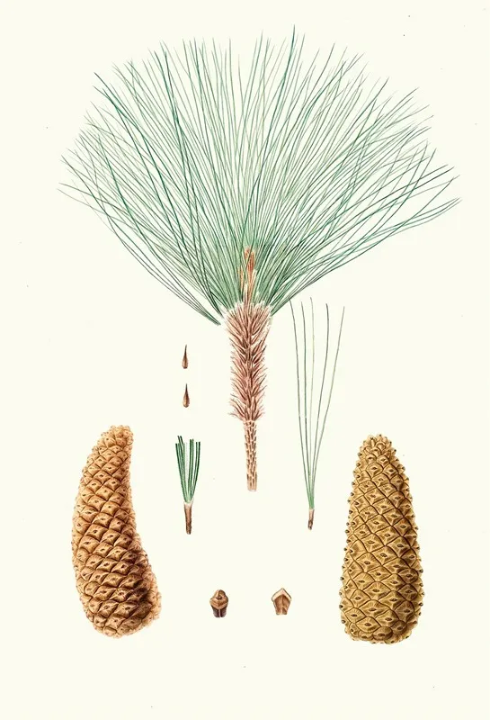 Pinus Montezumae Rough Branched Mexican Pine Wall Art by Aylmer Bourke Lambert - High-Resolution Digital Print
