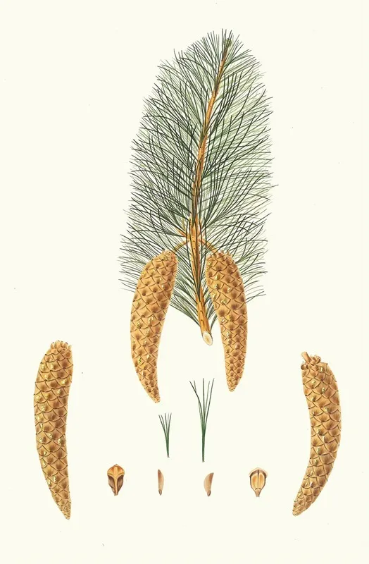 Pinus Monticola Short Leaved Weymouth Pine Western White Pine Wall Art by Aylmer Bourke Lambert - High-Resolution Digital Print