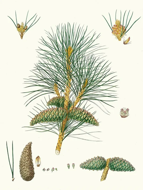 Pinus Pallasiana Tartarian Pine Wall Art by Aylmer Bourke Lambert - High-Resolution Digital Print