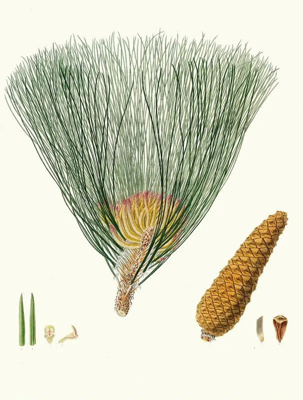 Pinus Palustris Swamp Pine Wall Art by Aylmer Bourke Lambert - High-Resolution Digital Print