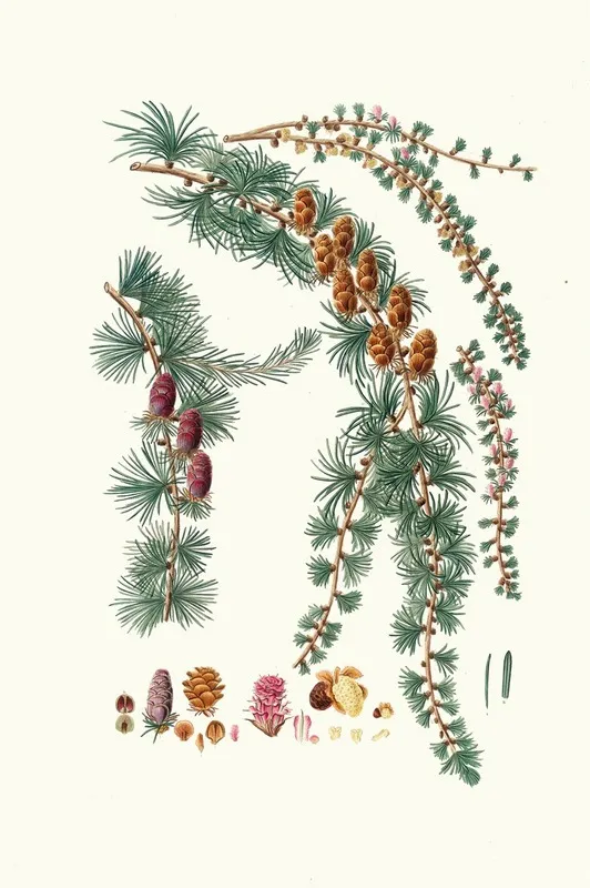 Pinus Pendula Black Larch Wall Art by Aylmer Bourke Lambert - High-Resolution Digital Print