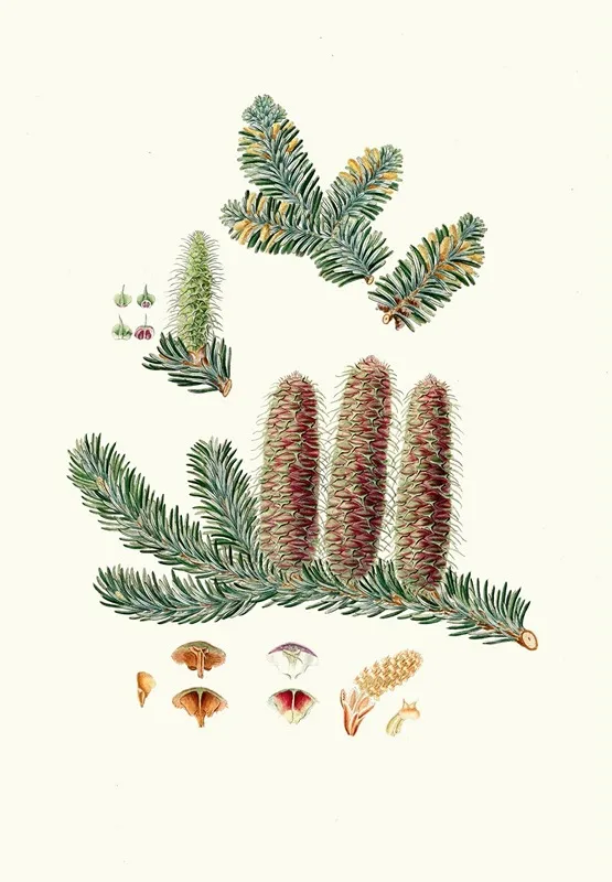 Pinus Picea Silver Fir Wall Art by Aylmer Bourke Lambert - High-Resolution Digital Print