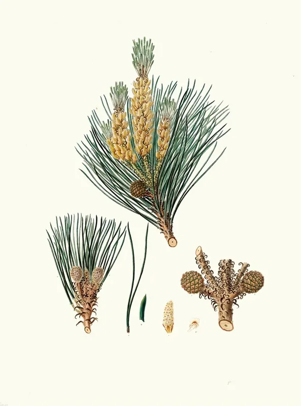 Pinus Pinea The Stone Pine 2 Wall Art by Aylmer Bourke Lambert - High-Resolution Digital Print