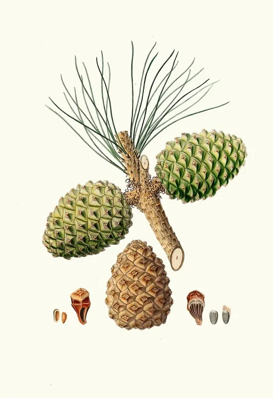 Pinus Pinea The Stone Pine Wall Art by Aylmer Bourke Lambert - High-Resolution Digital Print