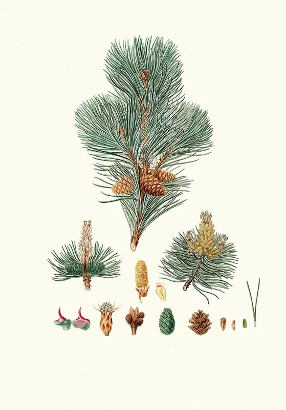 Pinus Pumilio The Mugho Or Mountain Pine Wall Art by Aylmer Bourke Lambert - High-Resolution Digital Print