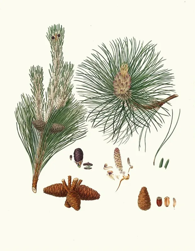 Pinus Resinosa Pitch Pine Wall Art by Aylmer Bourke Lambert - High-Resolution Digital Print
