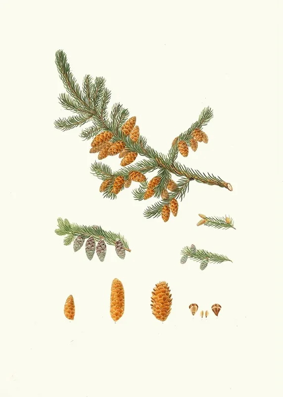 Pinus Rubra Newfoundland Red Pine Wall Art by Aylmer Bourke Lambert - High-Resolution Digital Print