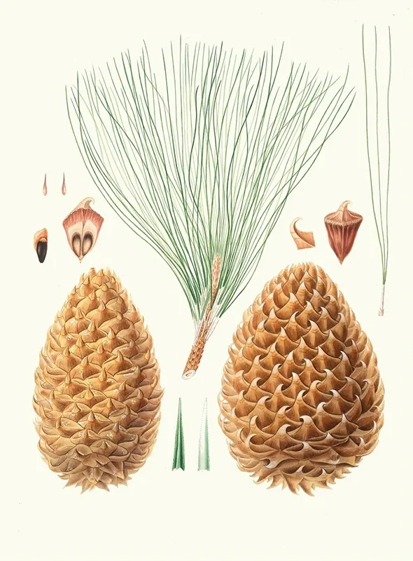 Pinus Sabiniana Great Prickly Coned Pine Digger Pine Wall Art by Aylmer Bourke Lambert - High-Resolution Digital Print