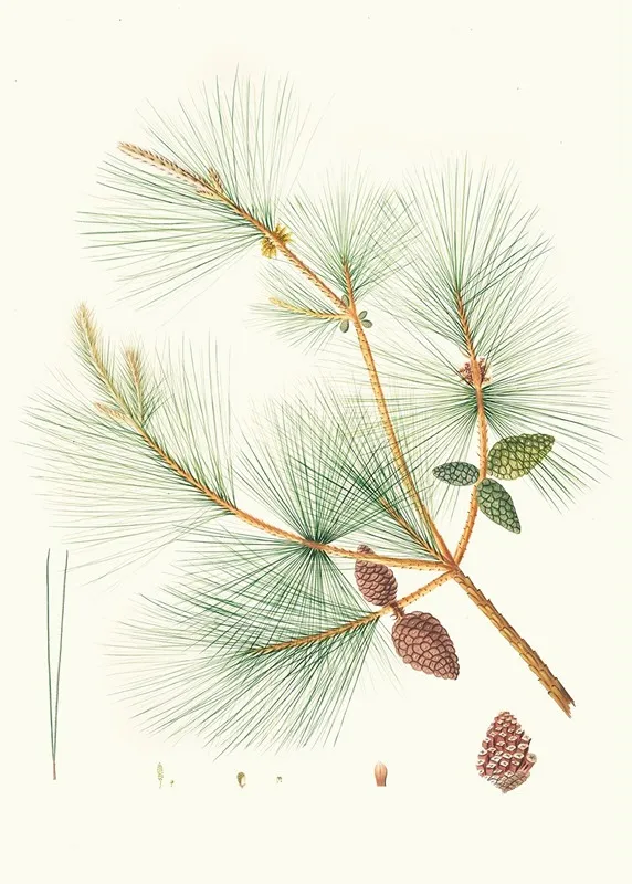 Pinus Sinensis Chinese Pine Wall Art by Aylmer Bourke Lambert - High-Resolution Digital Print