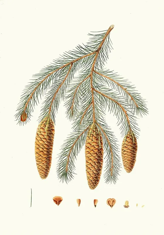 Pinus Smithiana Himalayan Spruce Fir Wall Art by Aylmer Bourke Lambert - High-Resolution Digital Print