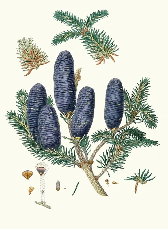Pinus Spectabilis Purple Coned Fir Wall Art by Aylmer Bourke Lambert - High-Resolution Digital Print