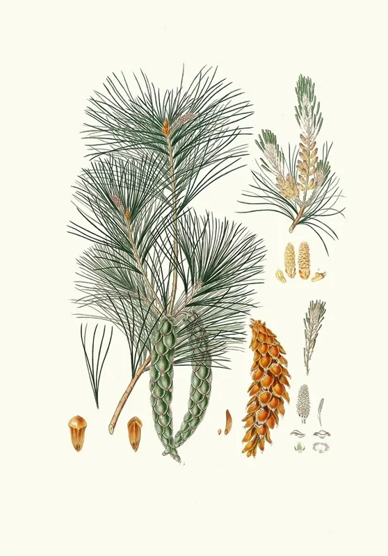 Pinus Strobus Weymouth Pine Wall Art by Aylmer Bourke Lambert - High-Resolution Digital Print