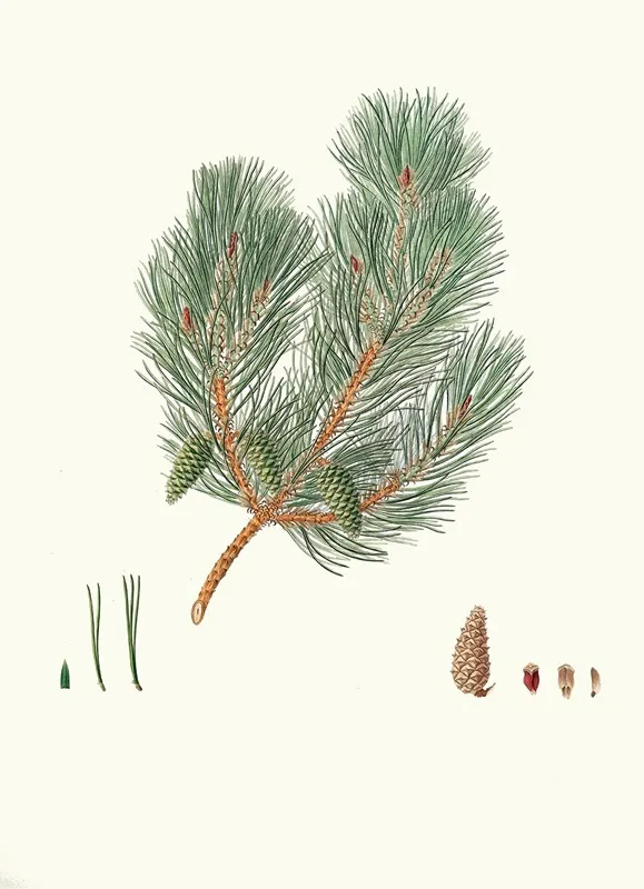 Pinus Variablilis Variable Leaved Bastard Pine Wall Art by Aylmer Bourke Lambert - High-Resolution Digital Print