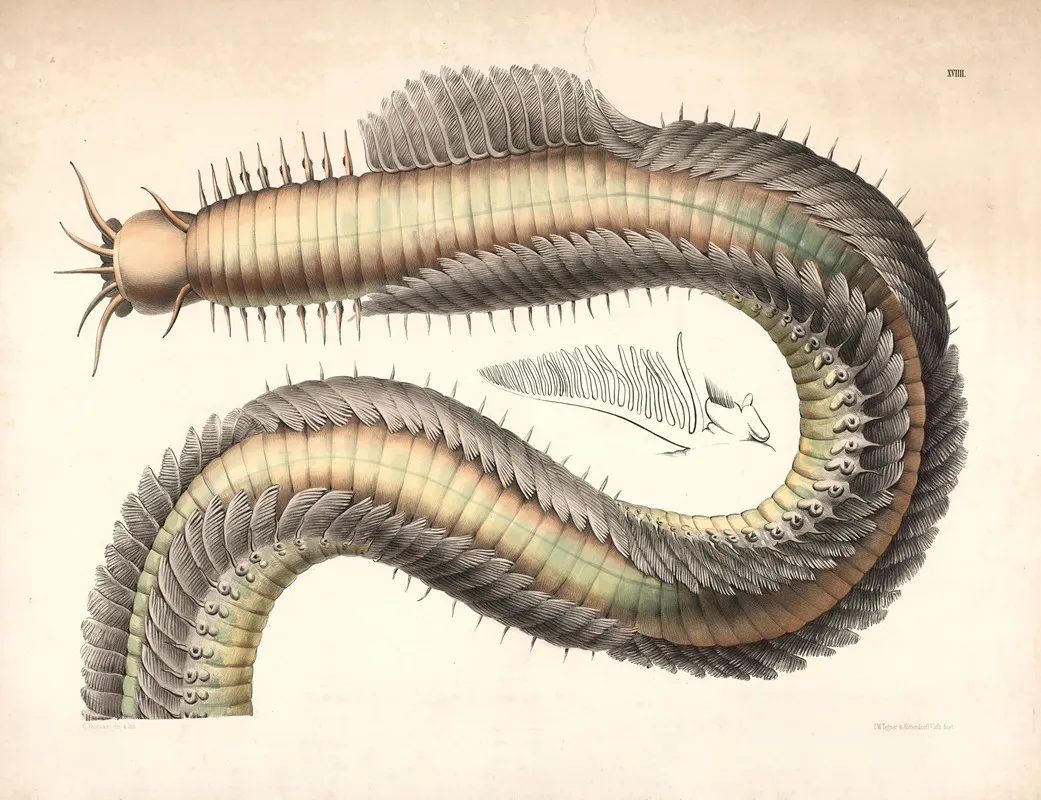 Pinworm Wall Art by Isaac Wilhelm Tegner - High-Resolution Digital Print