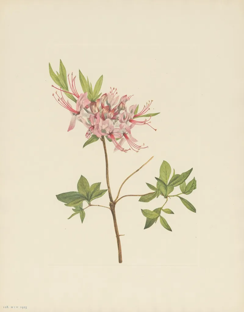 Pinxterbloom Azalea Nudiflora 2