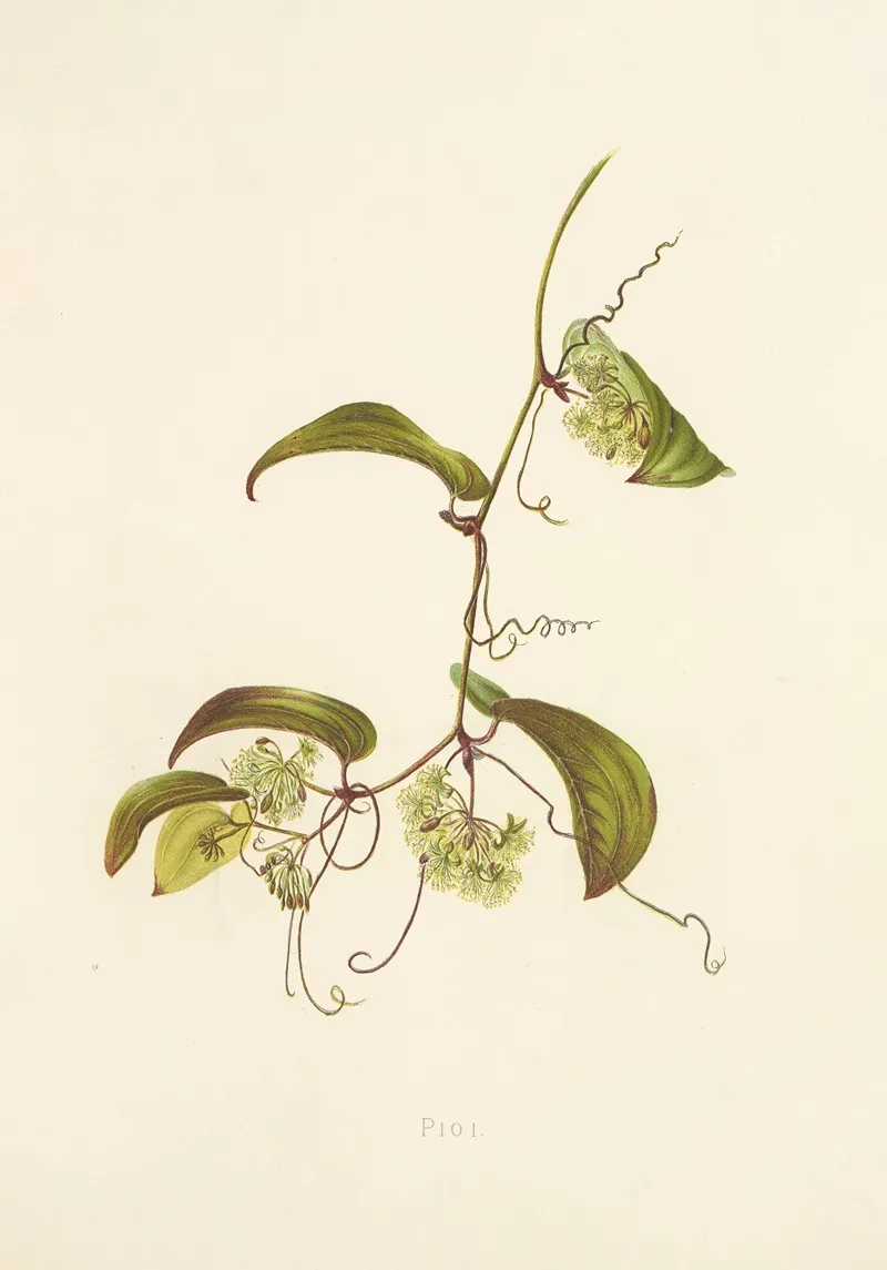 Pioi Wall Art by Isabella McHutcheson Sinclair - High-Resolution Digital Print