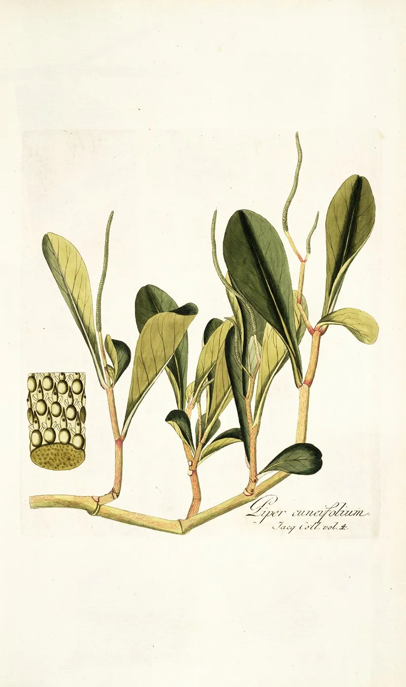 Piper Cuneifolium Wall Art by Nikolaus Joseph Freiherr von Jacquin - High-Resolution Digital Print