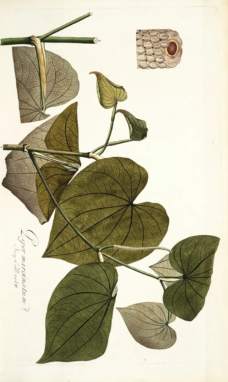 Piper Marginatum Wall Art by Nikolaus Joseph Freiherr von Jacquin - High-Resolution Digital Print