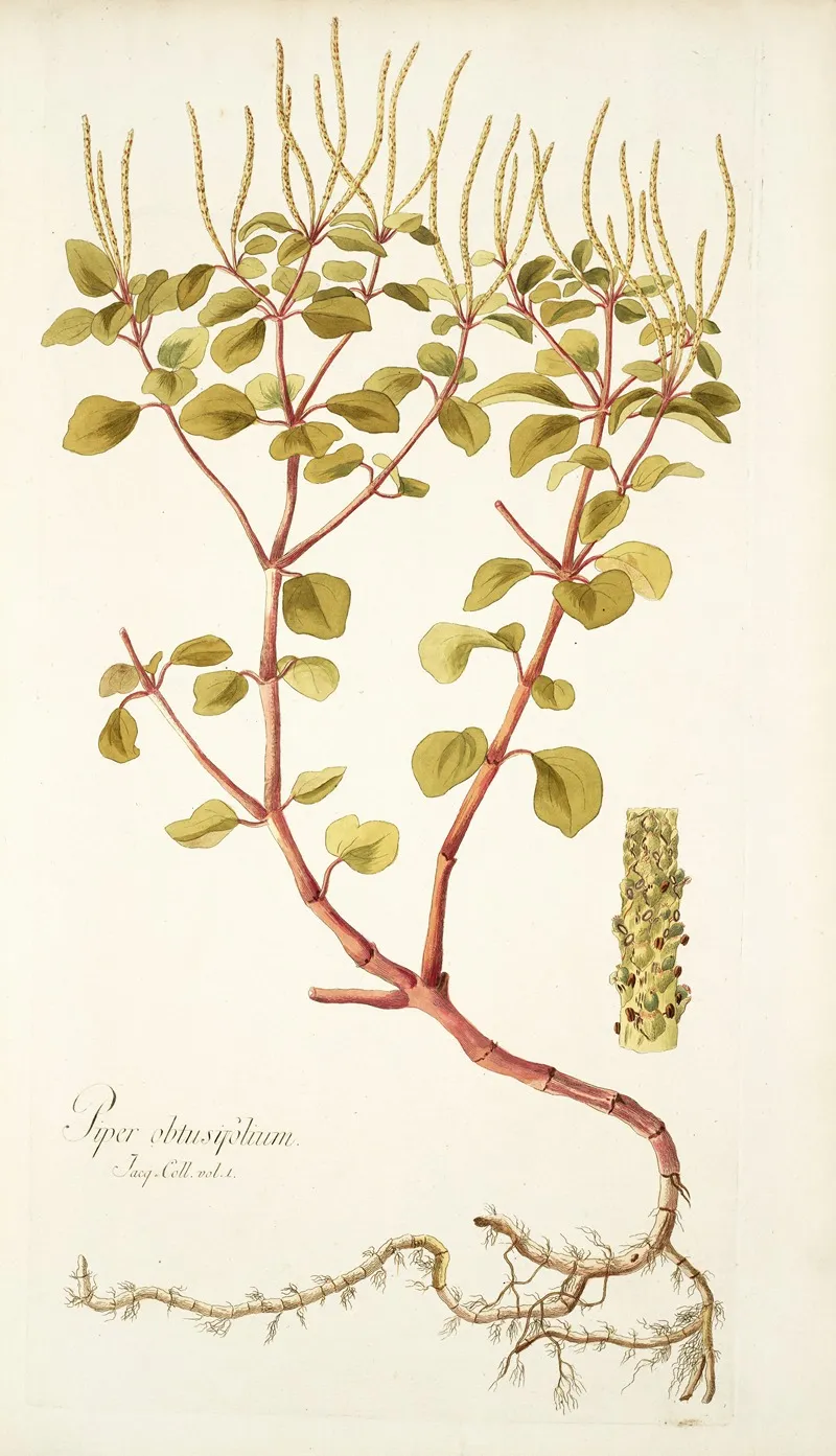 Piper Obtusifolium Wall Art by Nikolaus Joseph Freiherr von Jacquin - High-Resolution Digital Print