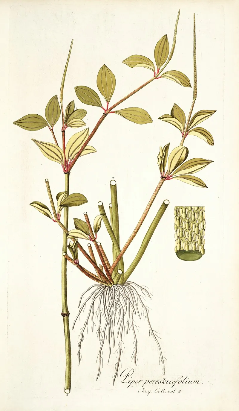 Piper Pereskiaefolium Wall Art by Nikolaus Joseph Freiherr von Jacquin - High-Resolution Digital Print
